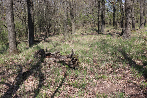 Bořetice, 22.4.2023
Les v sedle pod Horními ochozy.
Mots-clés: Bořetice vrch Horní ochozy Agriotes pilosellus Prosternon tessellatum chrysocomum