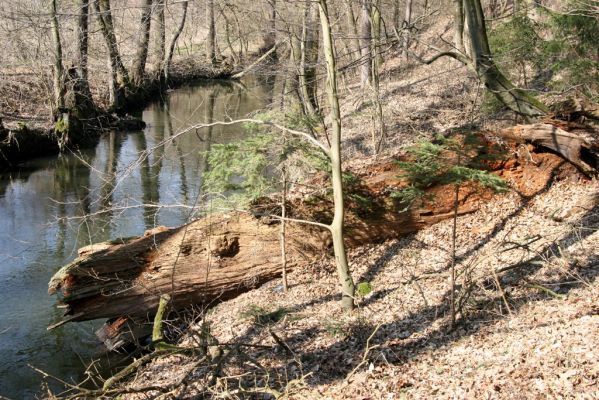 Borohrádek, 11.3.2014
Trouchnivý kmen dubu u Náhonu pod  Skalkou.
Klíčová slova: Borohrádek