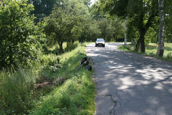 Borohrádek, 27.7.2008
Pařez dubu u silnice na Šachov (Za Mostem) osídlený kovaříky Ampedus cardinalis.

Klíčová slova: Borohrádek Za Mostem Ampedus cardinalis