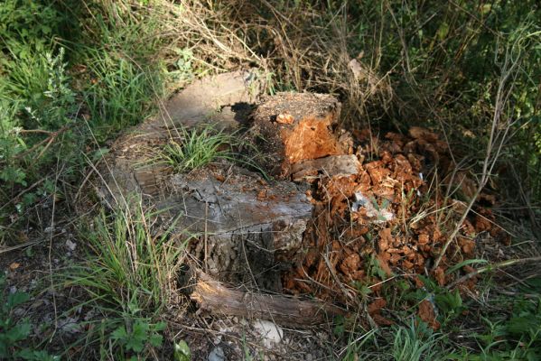 Borohrádek, 27.7.2008
Pařez dubu u silnice na Šachov (Za Mostem) osídlený kovaříky Ampedus cardinalis.
Klíčová slova: Borohrádek Za Mostem Ampedus cardinalis