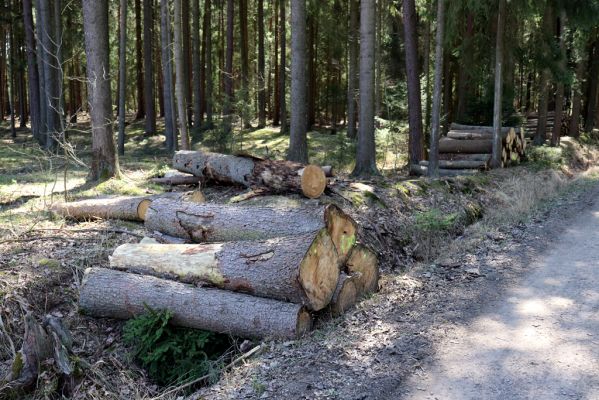 Borohrádek, 5.4.2020
Šachovská alej.
Klíčová slova: Borohrádek Šachovská alej Corticeus fraxini