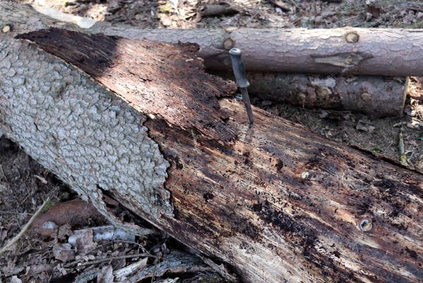 Borohrádek, 5.4.2020
Šachovská alej.
Klíčová slova: Borohrádek Šachovská alej Corticeus fraxini