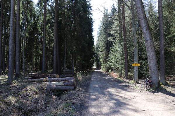 Borohrádek, 5.4.2020
Šachovská alej.
Klíčová slova: Borohrádek Šachovská alej Corticeus fraxini