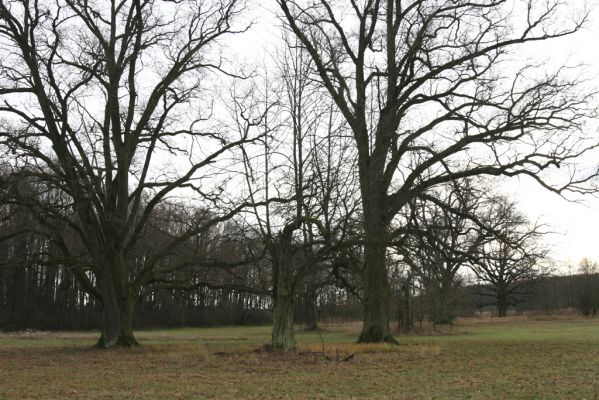 Bošín, 1.12.2015
Bošínská obora.



Klíčová slova: Bošín Bošínská obora