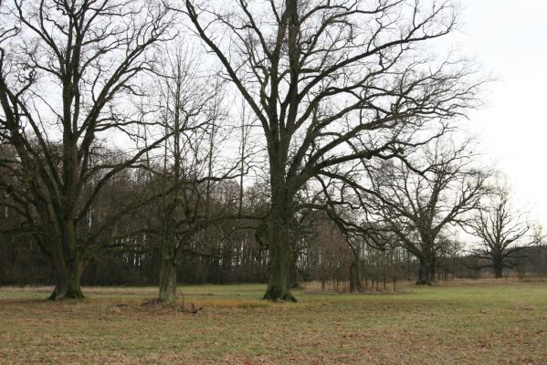 Bošín, 1.12.2015
Bošínská obora.



Klíčová slova: Bošín Bošínská obora