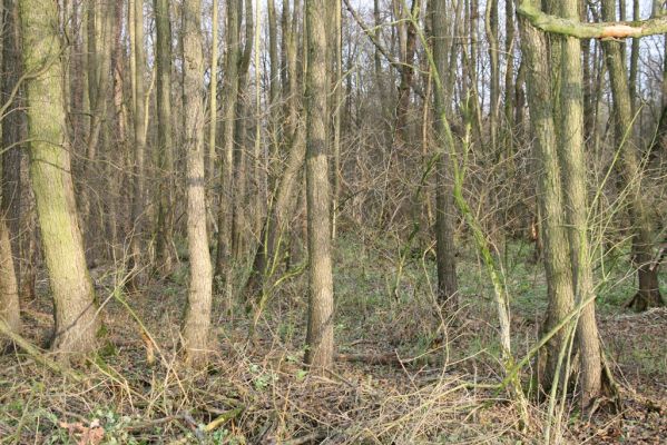 Bošín, 1.12.2015
Bošínská obora, olšina.


Klíčová slova: Bošín Bošínská obora olšina