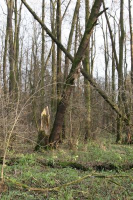 Bošín, 1.12.2015
Bošínská obora, olšina.



Klíčová slova: Bošín Bošínská obora olšina