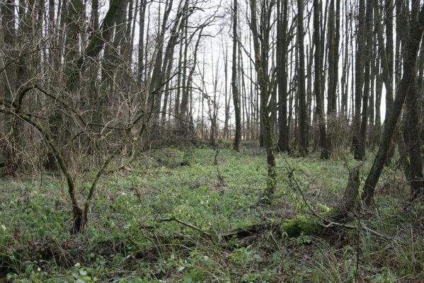 Bošín, 1.12.2015
Bošínská obora, olšina.



Klíčová slova: Bošín Bošínská obora olšina