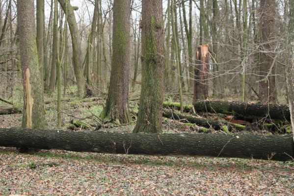 Bošín, 1.12.2015
Bošínská obora, olšina.


Klíčová slova: Bošín Bošínská obora olšina