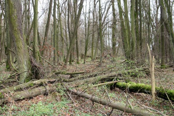 Bošín, 1.12.2015
Bošínská obora, olšina.


Klíčová slova: Bošín Bošínská obora olšina