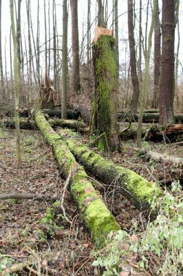 Bošín, 1.12.2015
Bošínská obora, olšina. 


Klíčová slova: Bošín Bošínská obora olšina