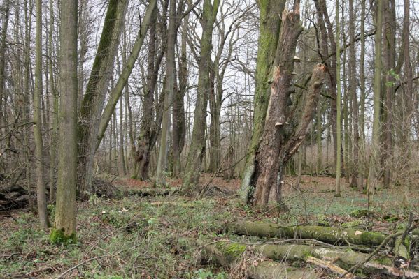 Bošín, 1.12.2015
Bošínská obora.



Mots-clés: Bošín Bošínská obora