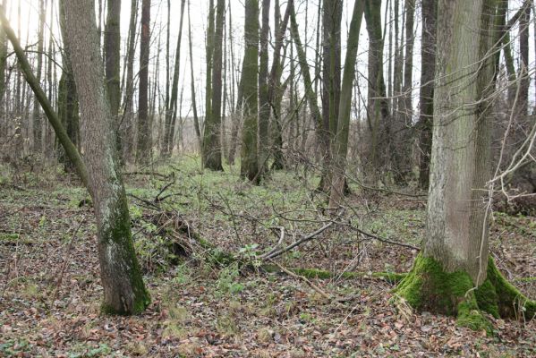 Bošín, 1.12.2015
Bošínská obora, olšina.



Klíčová slova: Bošín Bošínská obora olšina