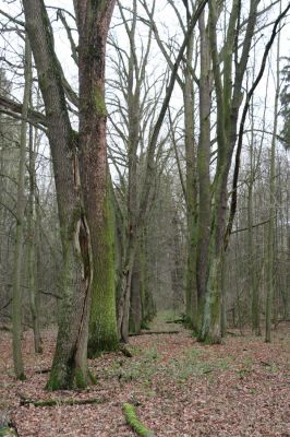 Bošín, 1.12.2015
Bošínská obora.



Klíčová slova: Bošín Bošínská obora