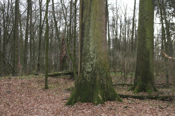 Bošín, 1.12.2015
Bošínská obora.



Klíčová slova: Bošín Bošínská obora