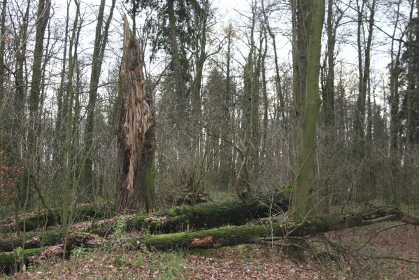 Bošín, 1.12.2015
Bošínská obora.



Klíčová slova: Bošín Bošínská obora