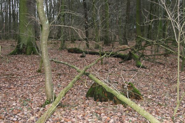 Bošín, 1.12.2015
Bošínská obora.



Klíčová slova: Bošín Bošínská obora