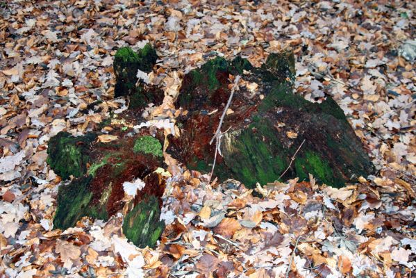 Bošín, 1.12.2015
Bošínská obora.



Klíčová slova: Bošín Bošínská obora