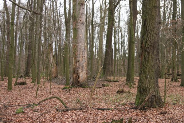 Bošín, 1.12.2015
Bošínská obora.


Klíčová slova: Bošín Bošínská obora