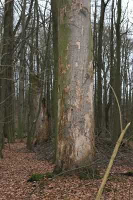 Bošín, 1.12.2015
Bošínská obora.



Klíčová slova: Bošín Bošínská obora