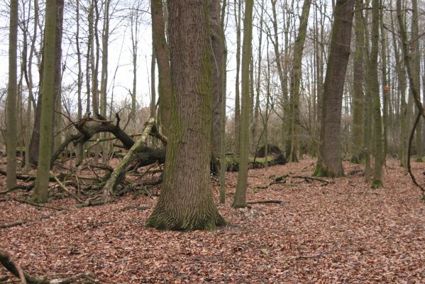 Bošín, 1.12.2015
Bošínská obora.

Klíčová slova: Bošín Bošínská obora