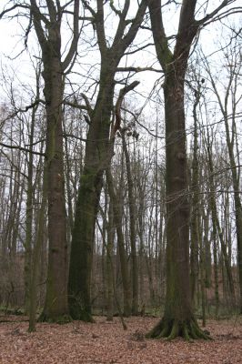Bošín, 1.12.2015
Bošínská obora.



Keywords: Bošín Bošínská obora