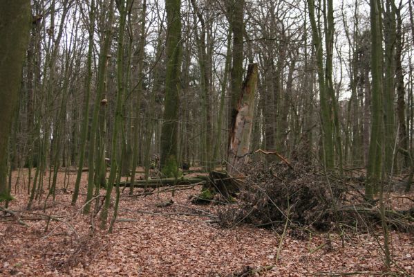 Bošín, 1.12.2015
Bošínská obora.



Mots-clés: Bošín Bošínská obora