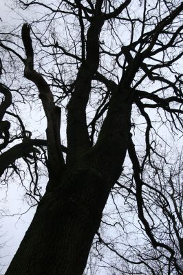 Bošín, 1.12.2015
Bošínská obora.


Klíčová slova: Bošín Bošínská obora