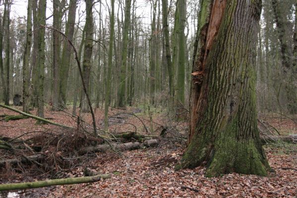 Bošín, 1.12.2015
Bošínská obora.



Klíčová slova: Bošín Bošínská obora