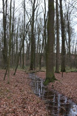 Bošín, 1.12.2015
Bošínská obora.



Klíčová slova: Bošín Bošínská obora