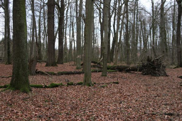 Bošín, 1.12.2015
Bošínská obora.



Klíčová slova: Bošín Bošínská obora