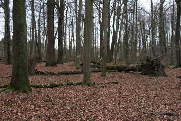 Bošín, 1.12.2015
Bošínská obora.



Schlüsselwörter: Bošín Bošínská obora