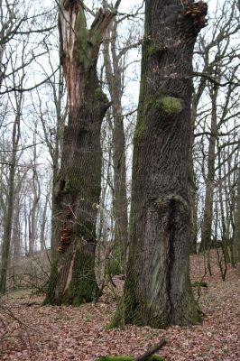Bošín, 1.12.2015
Bošínská obora


Klíčová slova: Bošín Bošínská obora