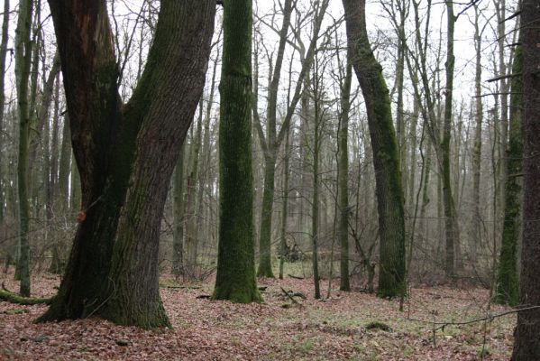 Bošín, 1.12.2015
Bošínská obora



Schlüsselwörter: Bošín Bošínská obora