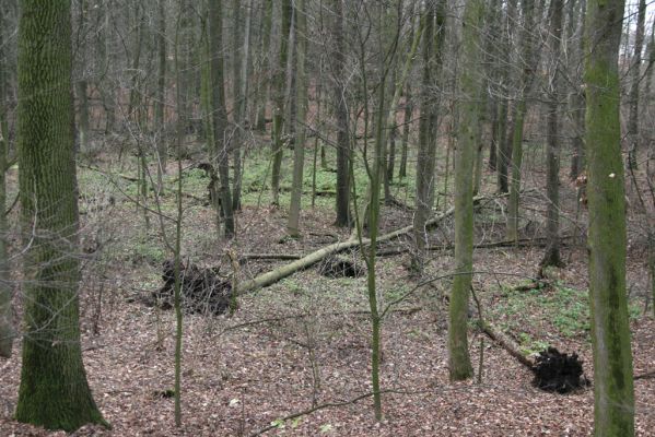 Bošín, 1.12.2015
Bošínská obora. 



Klíčová slova: Bošín Bošínská obora lužní les