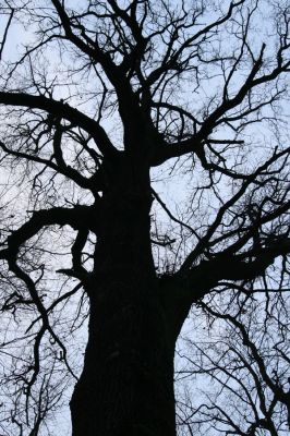 Bošín, 1.12.2015
Bošínská obora


Klíčová slova: Bošín Bošínská obora