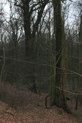 Bošín, 1.12.2015
Bošínská obora.



Schlüsselwörter: Bošín Bošínská obora