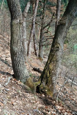 Boskovice, 27.4.2006
Pilské údolí - Hradský hřbet.


Mots-clés: Boskovice Pilské údolí Hradský hřbet Limoniscus violaceus Ischnodes sanguinicollis