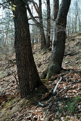 Boskovice, 27.4.2006
Pilské údolí - Hradský hřbet.



Mots-clés: Boskovice Pilské údolí Hradský hřbet Limoniscus violaceus Ischnodes sanguinicollis