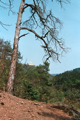 Boskovice, 27.4.2006
Pilské údolí - vyhlídka nad Červenou skalkou, v pozadí Boskovický hrad.
Klíčová slova: Boskovice Červená skalka Boskovický hrad Cardiophorus erichsoni Limonius minutus Pheletes aeneoniger Ampedus balteatus