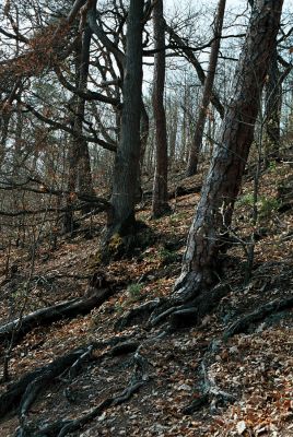 Boskovice, 27.4.2006
Pilské údolí - Hradský hřbet.
Schlüsselwörter: Boskovice Pilské údolí Hradský hřbet Ampedus sanguineus balteatus