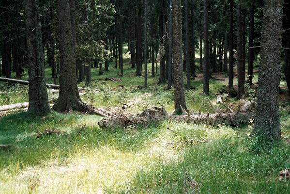 Šumava, Boubín, 13.6.2006
Basumský hřbet (Srní hlava). 
Schlüsselwörter: Šumava Boubín Basumský hřbet Srní hlava Liotrichus affinis Athous subfuscus zebei