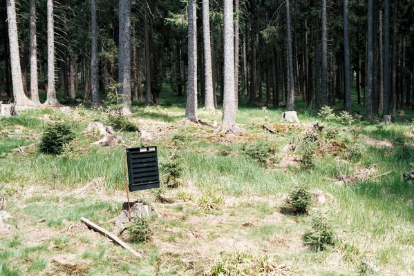 Šumava, Boubín, 13.6.2006
Basumský hřbet (Srní hlava).



Schlüsselwörter: Šumava Boubín Basumský hřbet Srní hlava Liotrichus affinis Athous subfuscus zebei