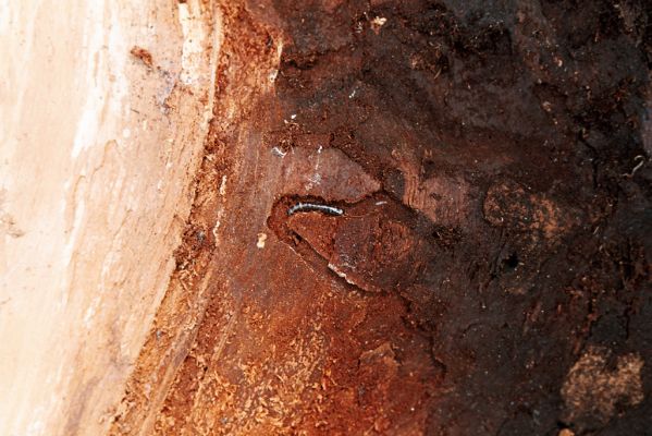 Šumava, Boubín, 13.6.2006
Basumský hřeben - holoseč. Larva kovaříka Diacanthous undulatus pod kůrou smrkového pařezu.

Schlüsselwörter: Šumava Boubín Basumský hřeben Diacanthous undulatus