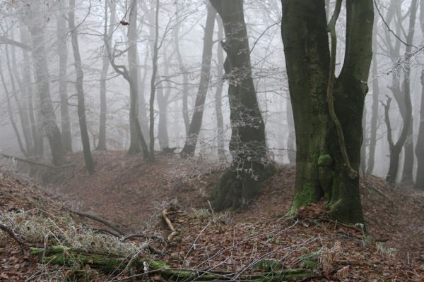 Nové Město u Mikulova, vrch Bouřňák, 11.11.2011
Buky na Bouřňáku.
Klíčová slova: Krušné hory Moldava Nové Město u Mikulova Bouřňák Buky na Bouřňáku