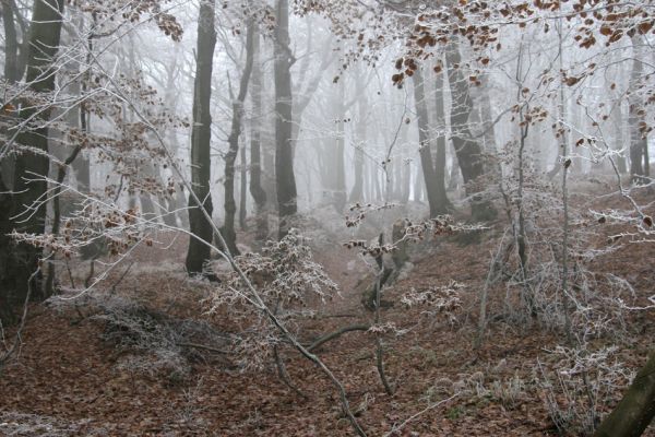 Nové Město u Mikulova, vrch Bouřňák, 11.11.2011
Buky na Bouřňáku.
Klíčová slova: Krušné hory Moldava Nové Město u Mikulova Bouřňák Buky na Bouřňáku