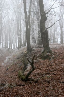 Nové Město u Mikulova, vrch Bouřňák, 11.11.2011
Buky na Bouřňáku.
Klíčová slova: Krušné hory Moldava Nové Město u Mikulova Bouřňák Buky na Bouřňáku