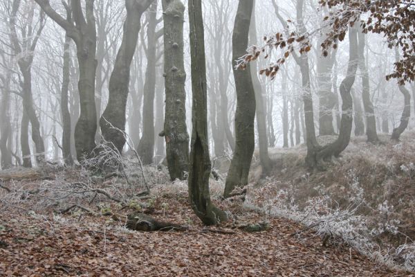 Nové Město u Mikulova, vrch Bouřňák, 11.11.2011
Buky na Bouřňáku.
Klíčová slova: Krušné hory Moldava Nové Město u Mikulova Bouřňák Buky na Bouřňáku