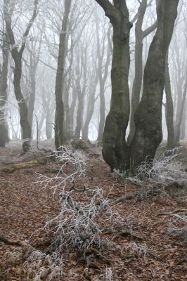 Nové Město u Mikulova, vrch Bouřňák, 11.11.2011
Buky na Bouřňáku.
Klíčová slova: Krušné hory Moldava Nové Město u Mikulova Bouřňák Buky na Bouřňáku