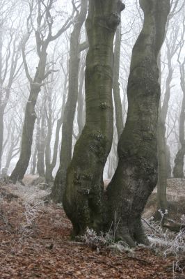 Nové Město u Mikulova, vrch Bouřňák, 11.11.2011
Buky na Bouřňáku.
Klíčová slova: Krušné hory Moldava Nové Město u Mikulova Bouřňák Buky na Bouřňáku